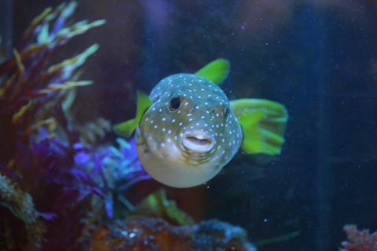 Team ECCO Ocean Center and Aquarium